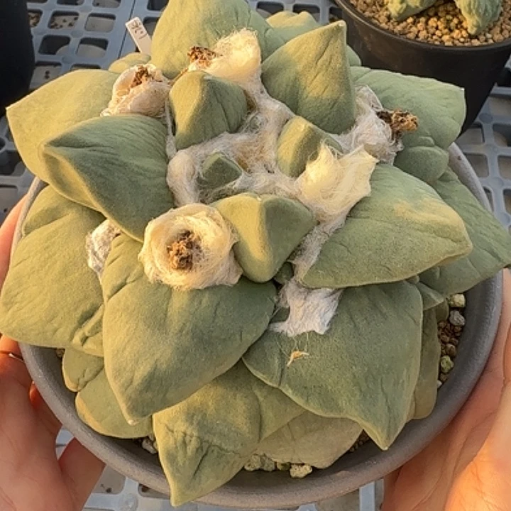 无花朵15公分牛舌玉牡丹