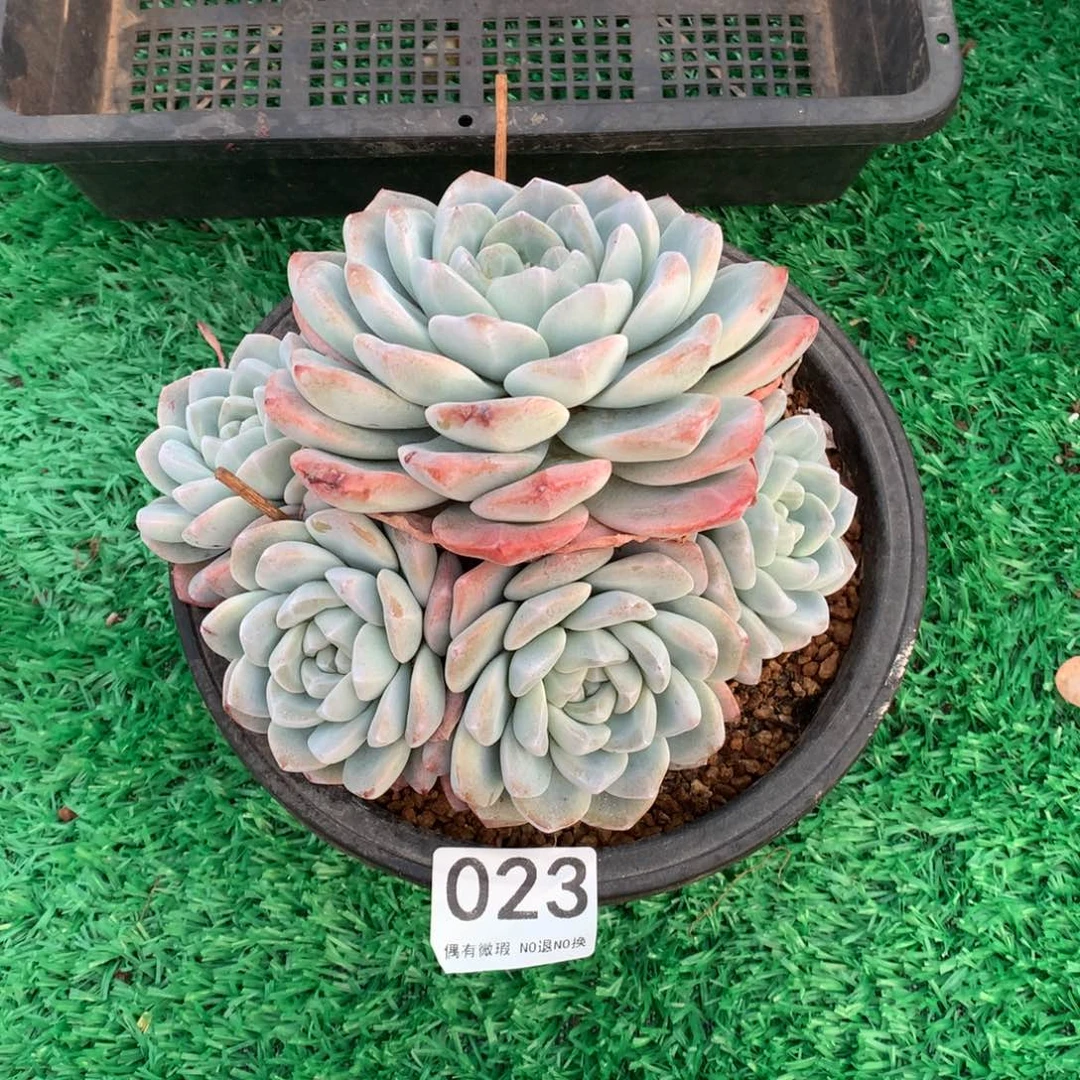 023冰玉多肉植物！！！！