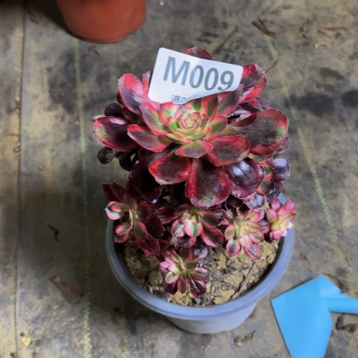 瑞妈多肉园艺。009.