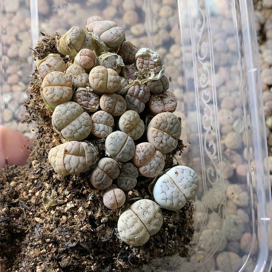?*?G383多肉植物保护研究所