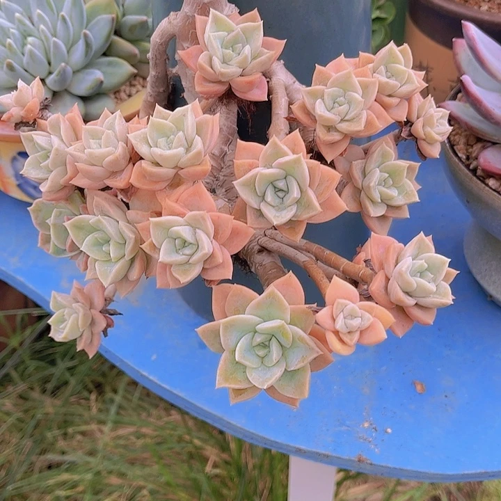 梅****带盆发货哈哈哈哈哈哈哈哈哈哈哈哈