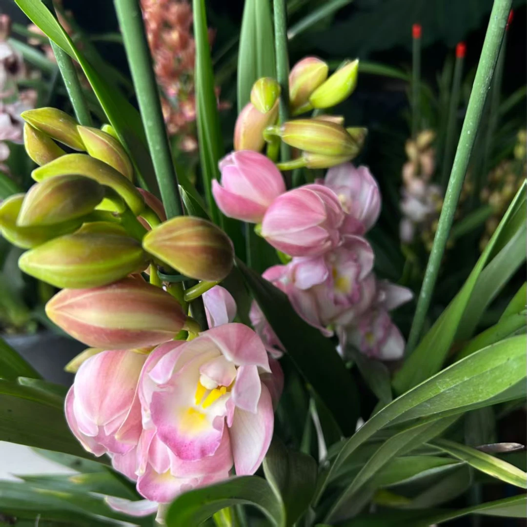 《蜜桃粉爱恋》云南大花蕙兰年宵花基地直发鲜花绿植盆栽