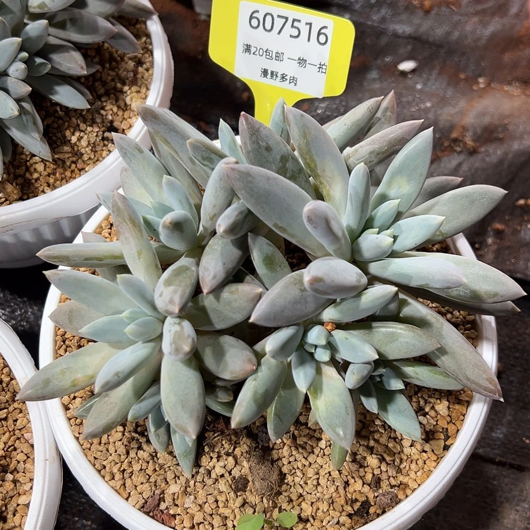 607516 彩体哥特萝莉群生 必须发冷链