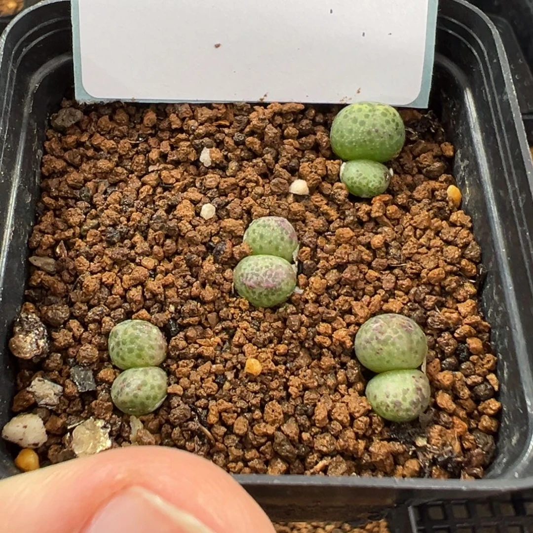 24-176肉锥多肉植物