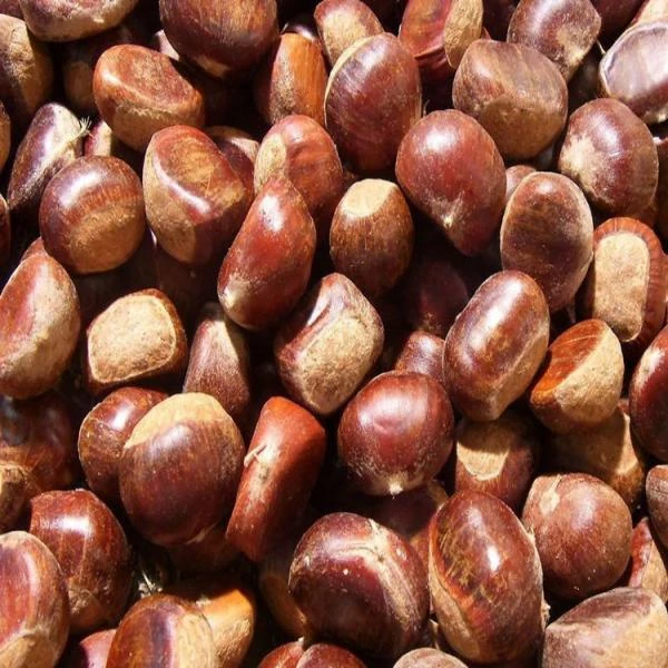 湖北蕲春深山老树板栗 自然生长去刺带皮板栗大别山板栗现摘