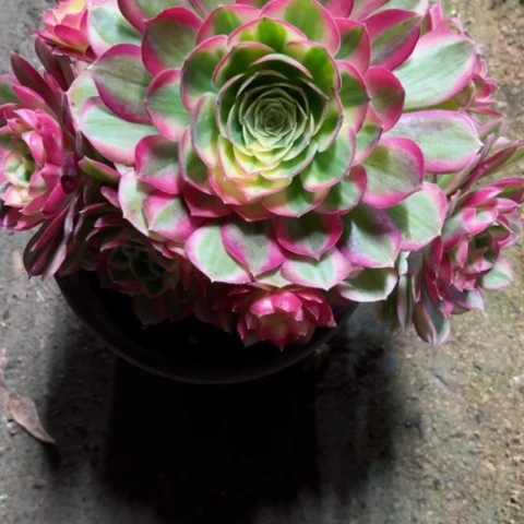 多肉植物玉资锦。