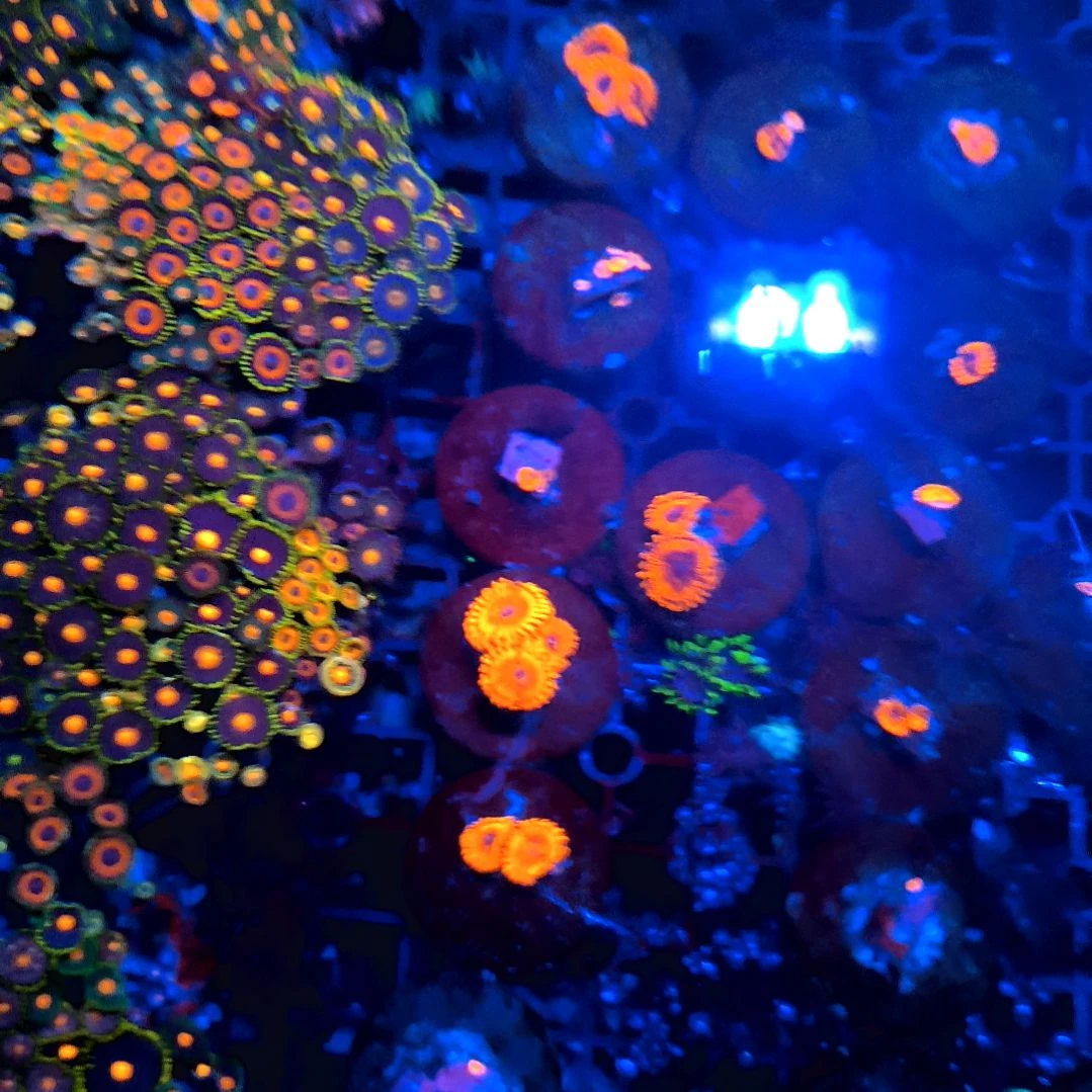 纽扣珊瑚纽扣荧光m