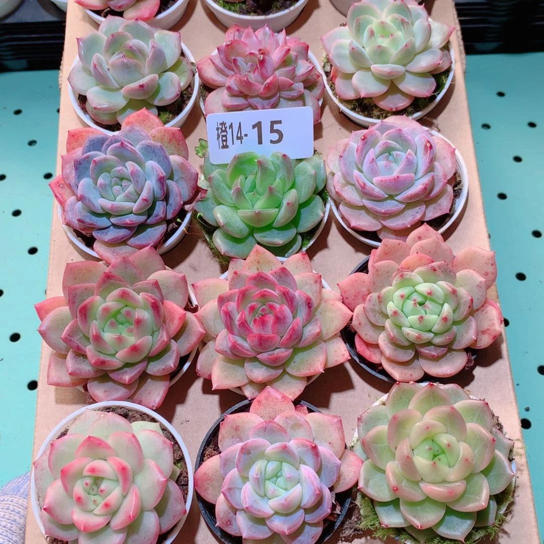 14-15一物一拍多肉带盆18颗