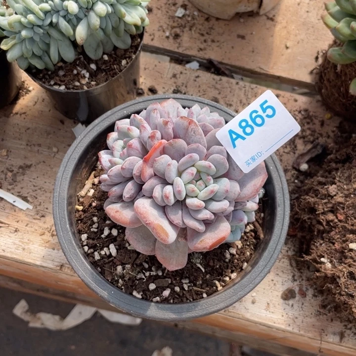 晚***￴866 满20包邮脱土发货