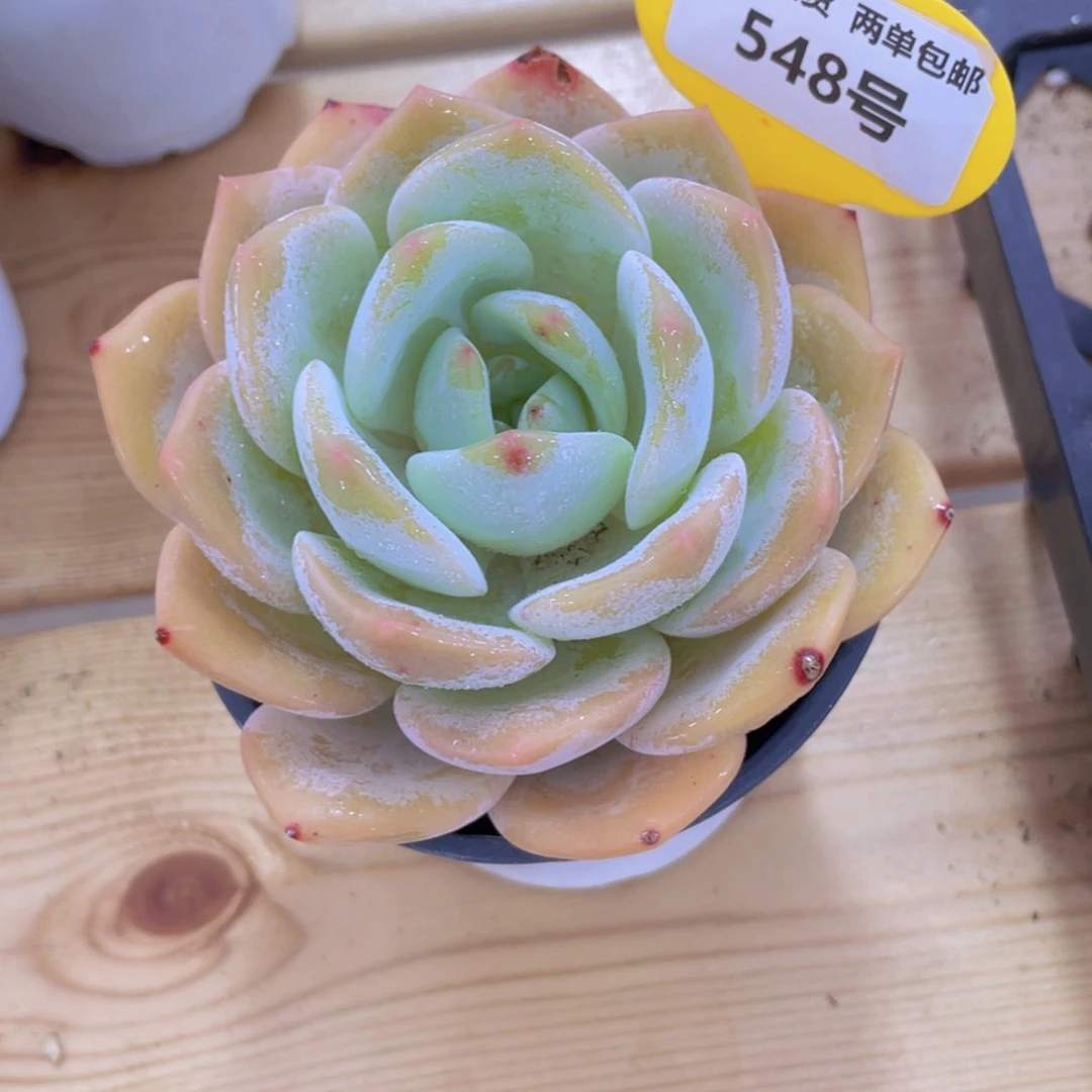 548号 大单头老桩国产奶茶一个