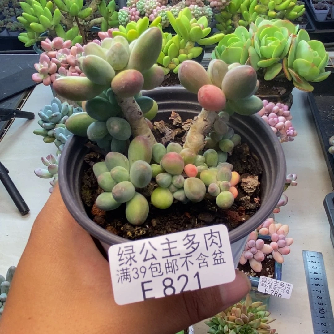 821苹果奶多肉7c m