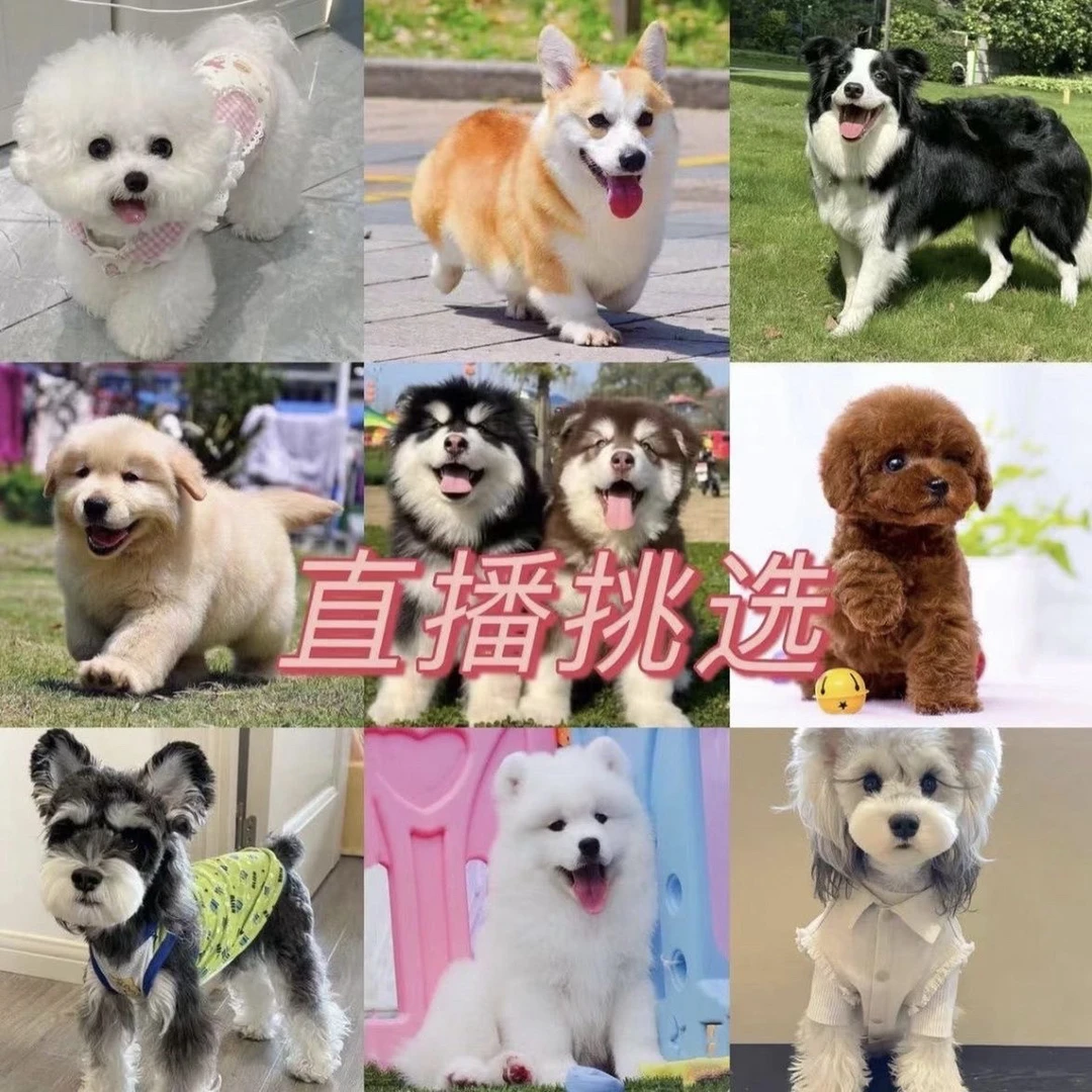 直播间博美比熊泰迪拉布拉多金毛宠物狗挑选