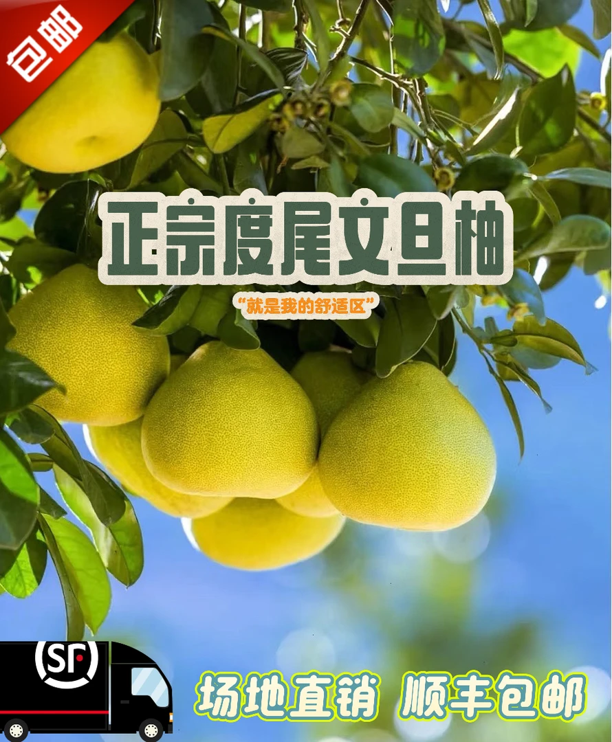 福建度尾文旦柚红心蜜柚新鲜当季现摘清甜多汁孕妇水果