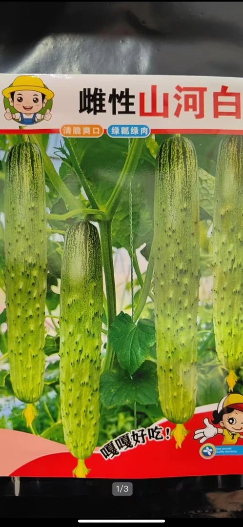 雌性山河白黄瓜种子
