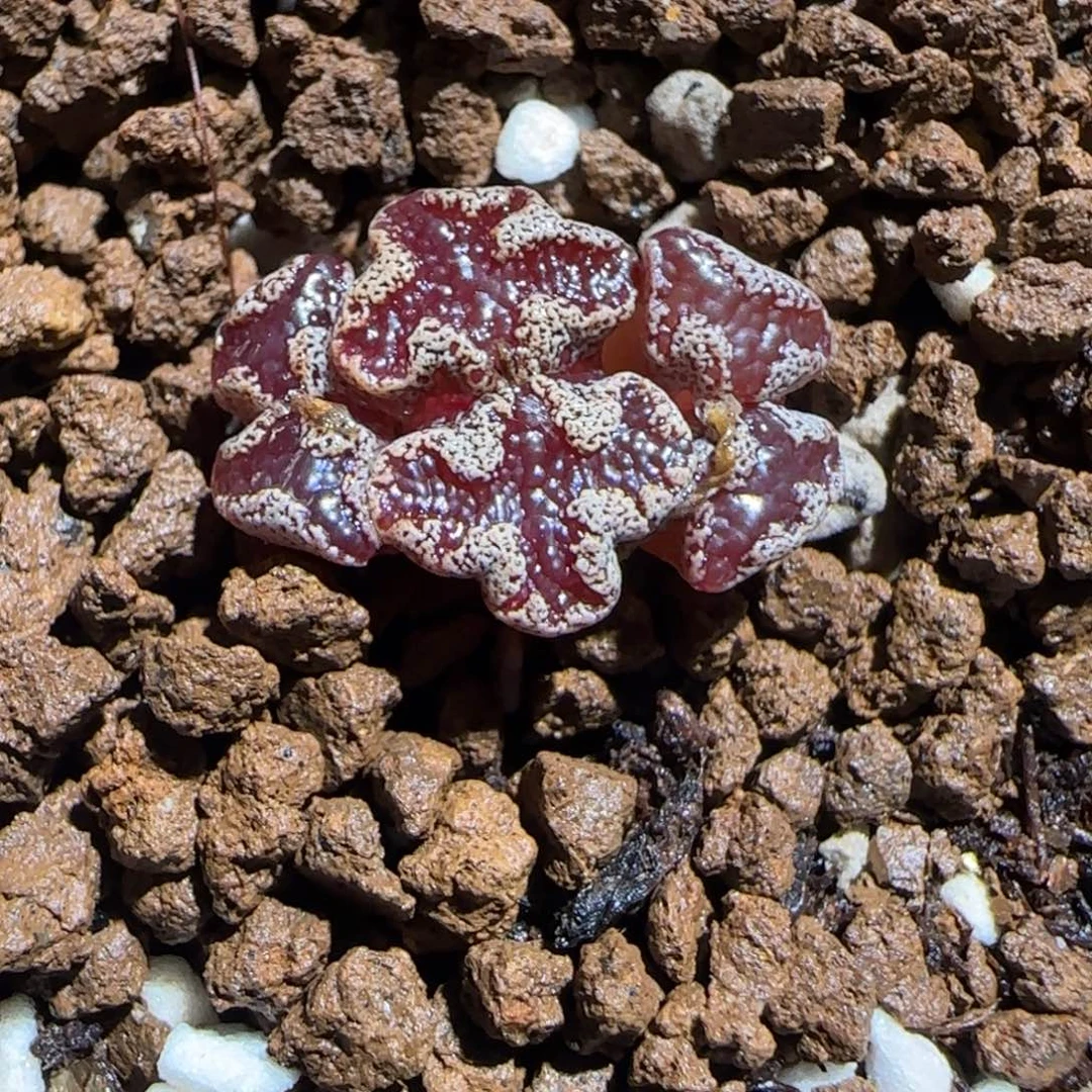 肉锥多肉植物组合-蝴蝶331