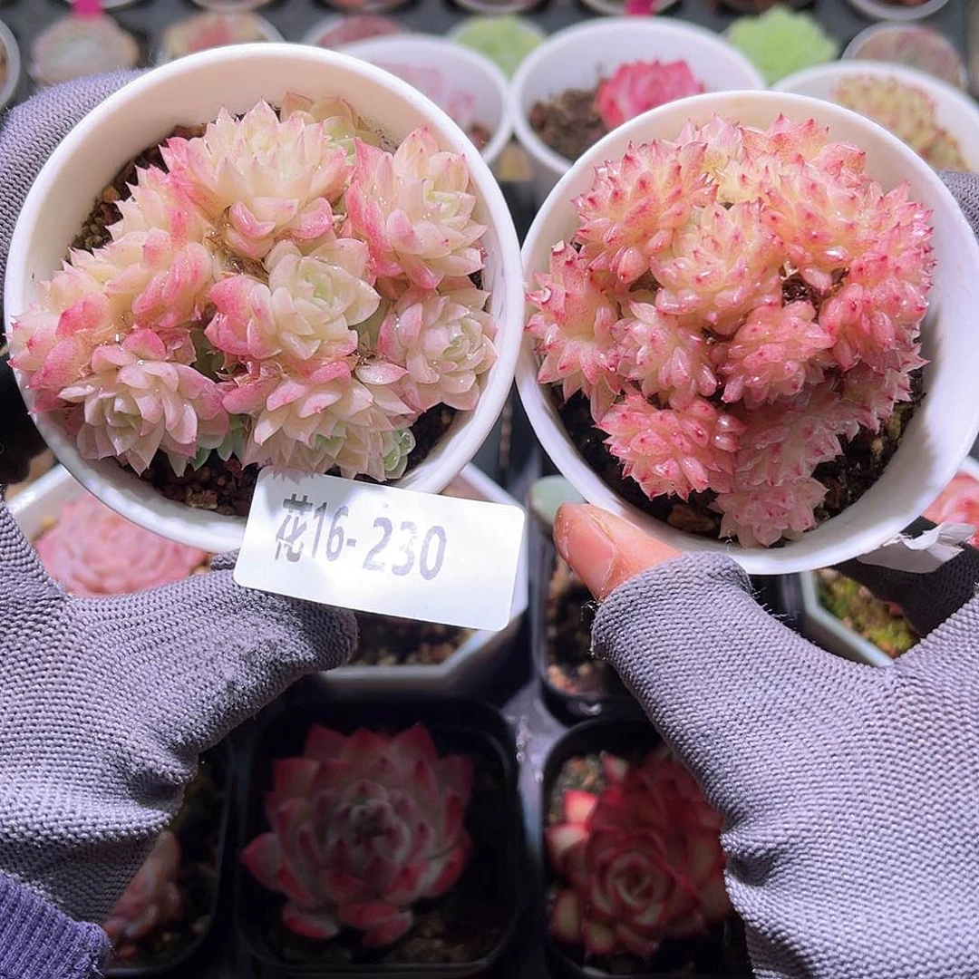 花16-230麦秆群2盆