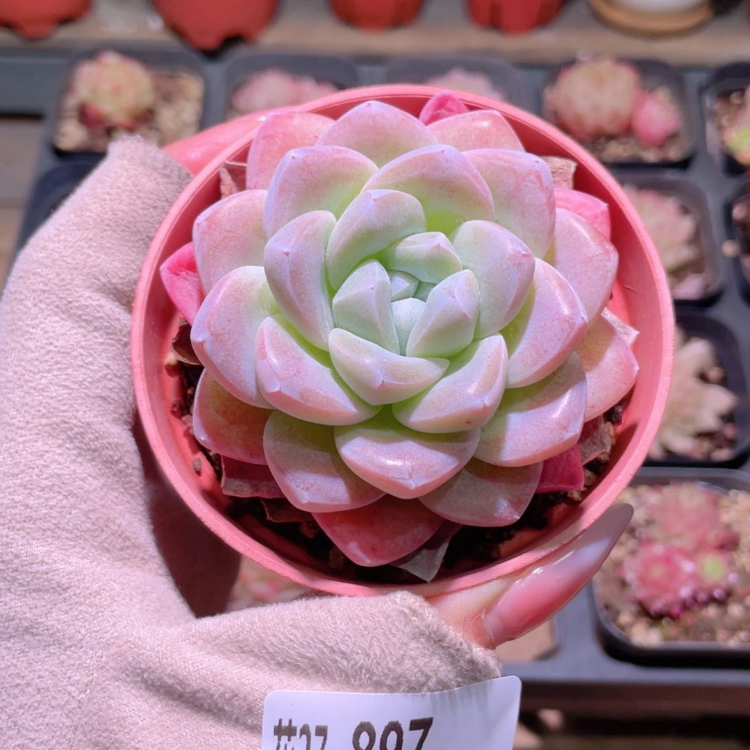 花利美27-897冰玉