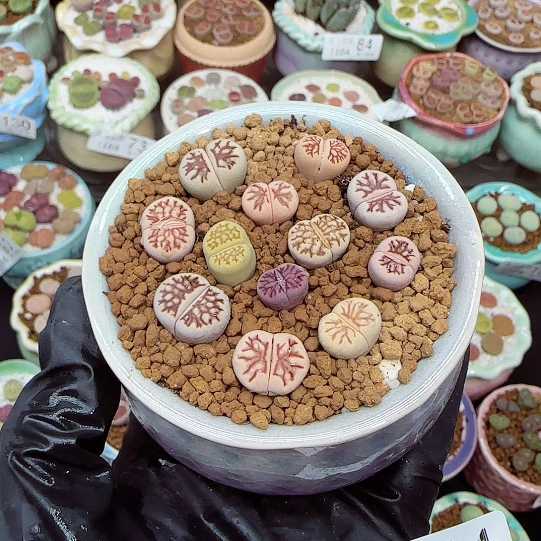 生石花满18包邮1104-134