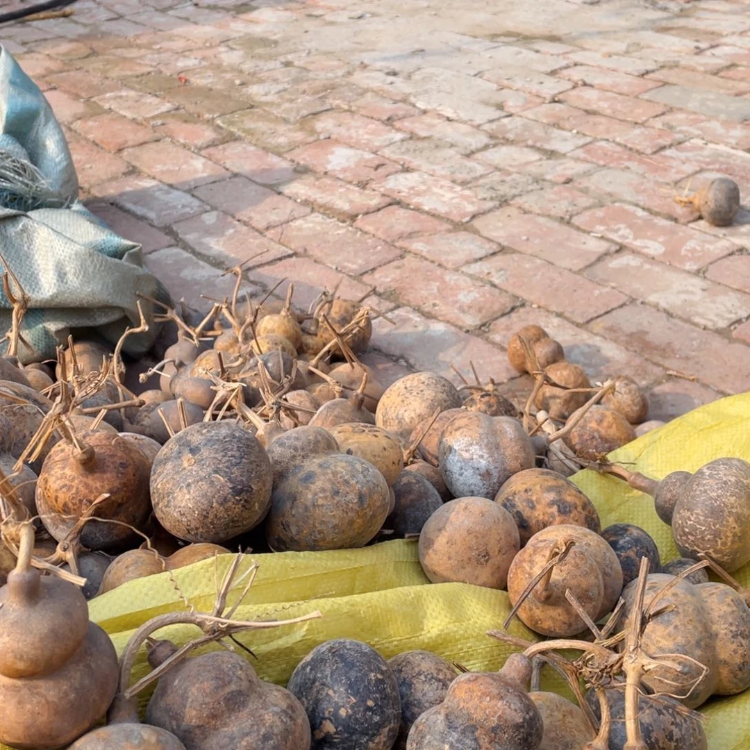香榧木爱**满，葫芦葫芦