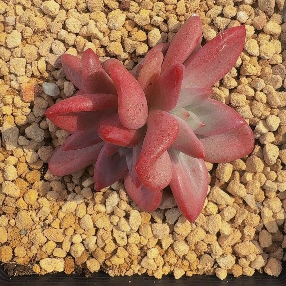 赫菲斯托 4头 一物一拍