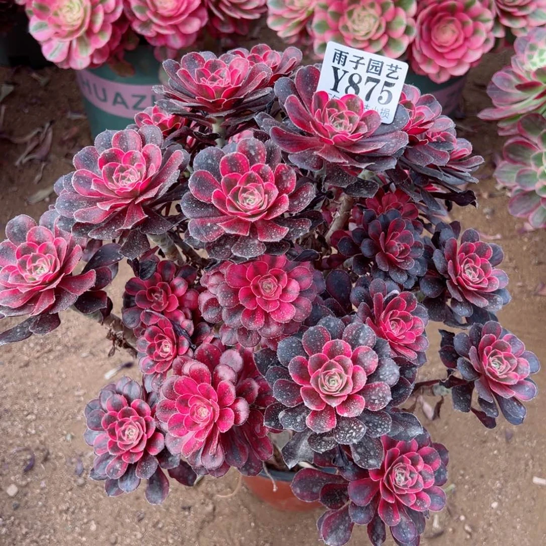 875香奈儿尺寸28左右