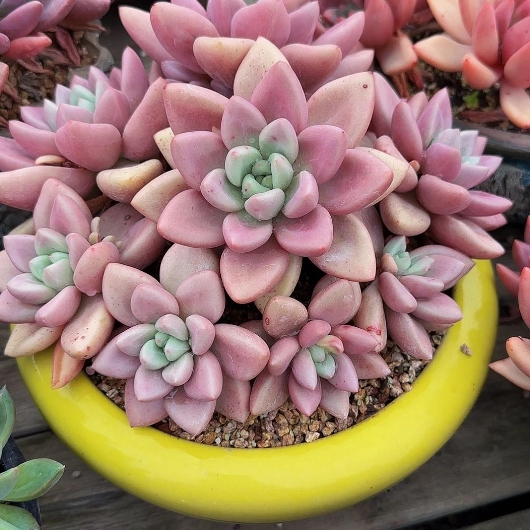 天***米多肉植物初音系列