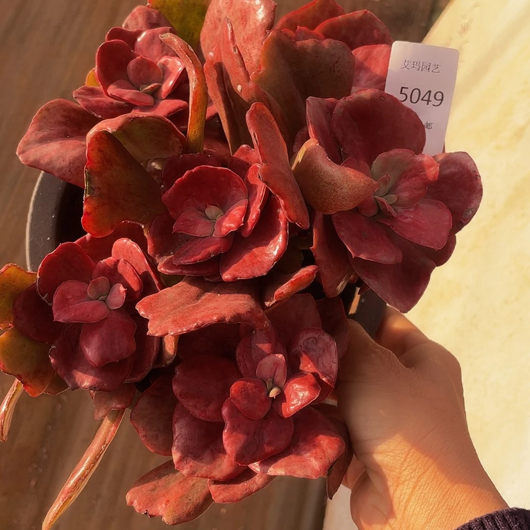 砖石锦049 多肉多肉多肉