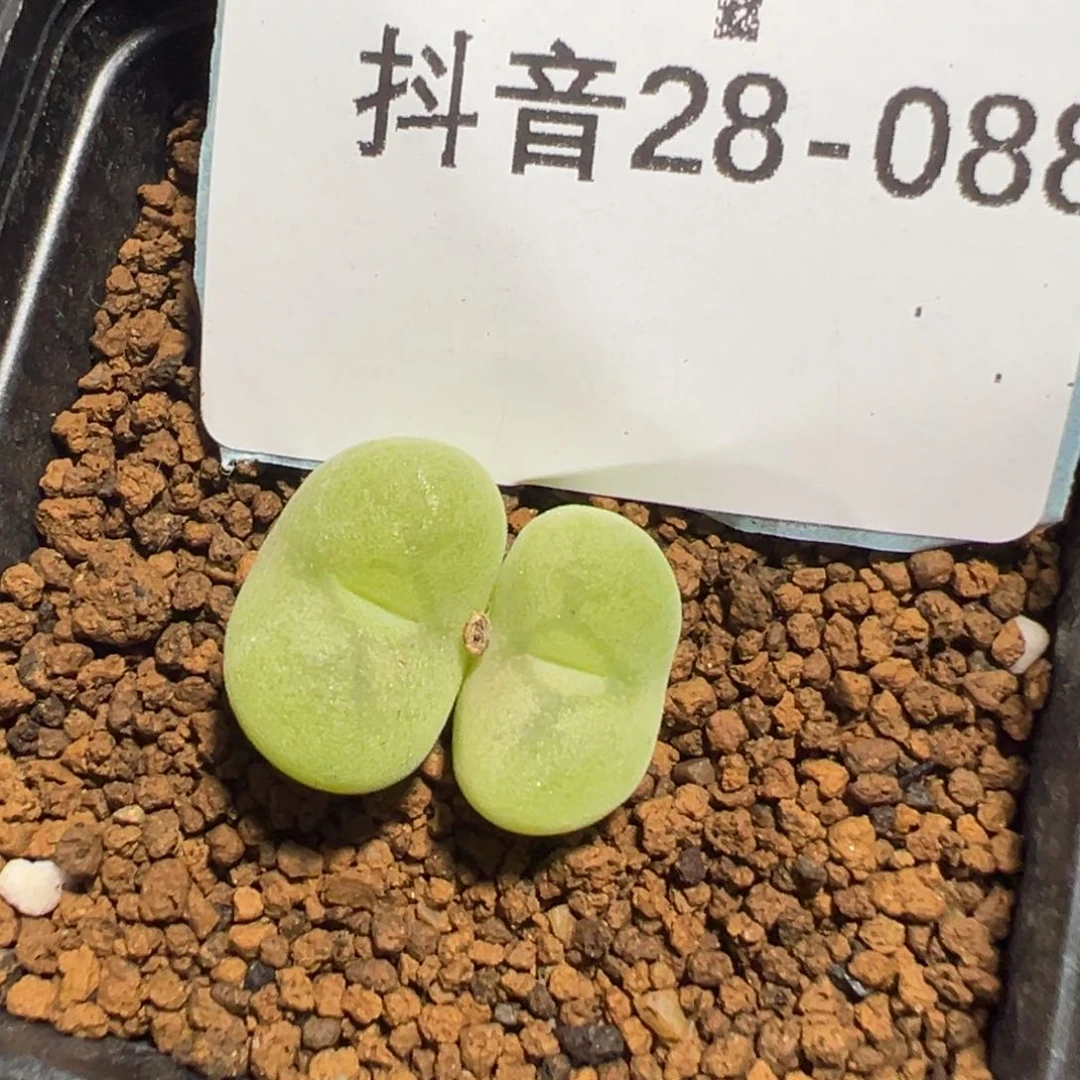 28-88空卡佛多肉植物