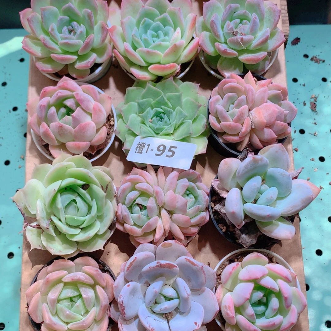 1-95一物一拍带盆18颗