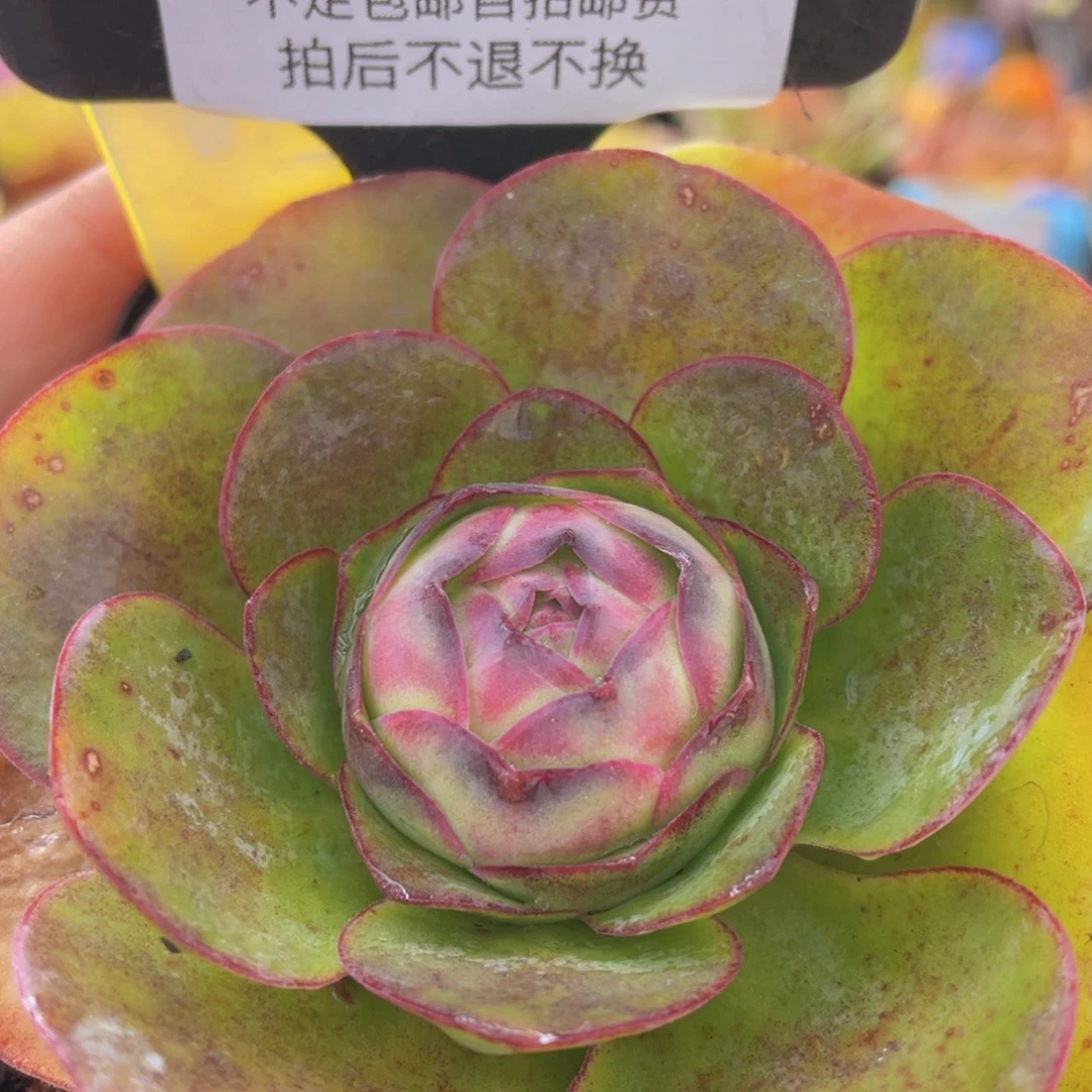 山地玫瑰枫缇c686带盆发货外围叶片受损不售后