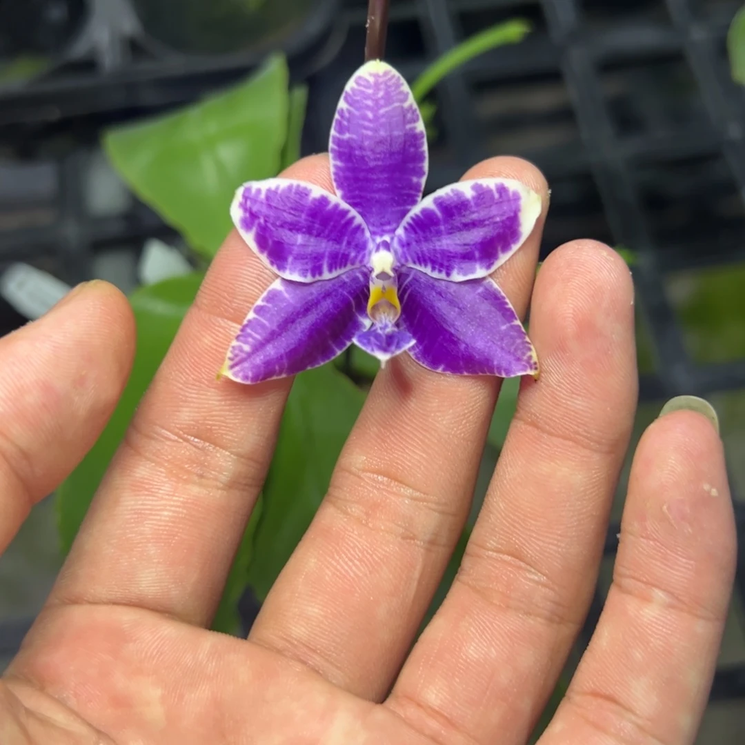 完全开放l572三寸柳林3587