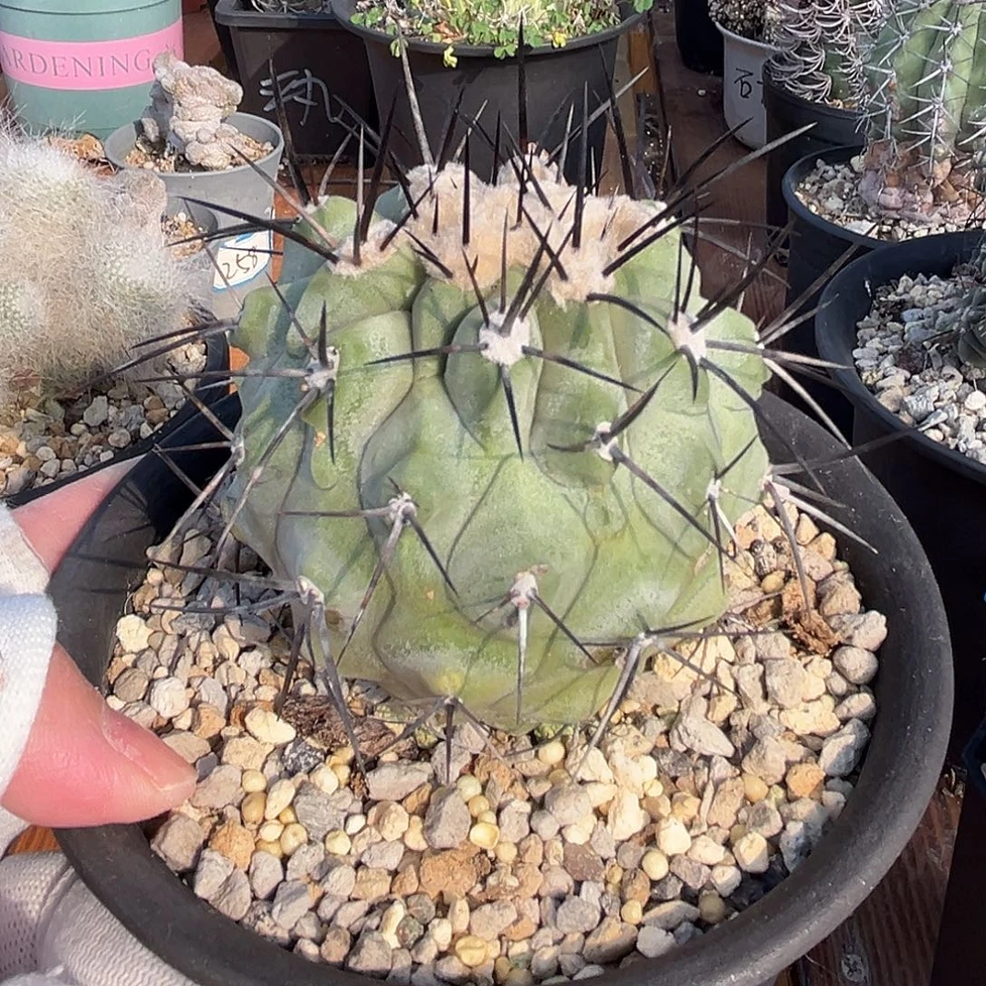 汤圆植物黑王太帅了