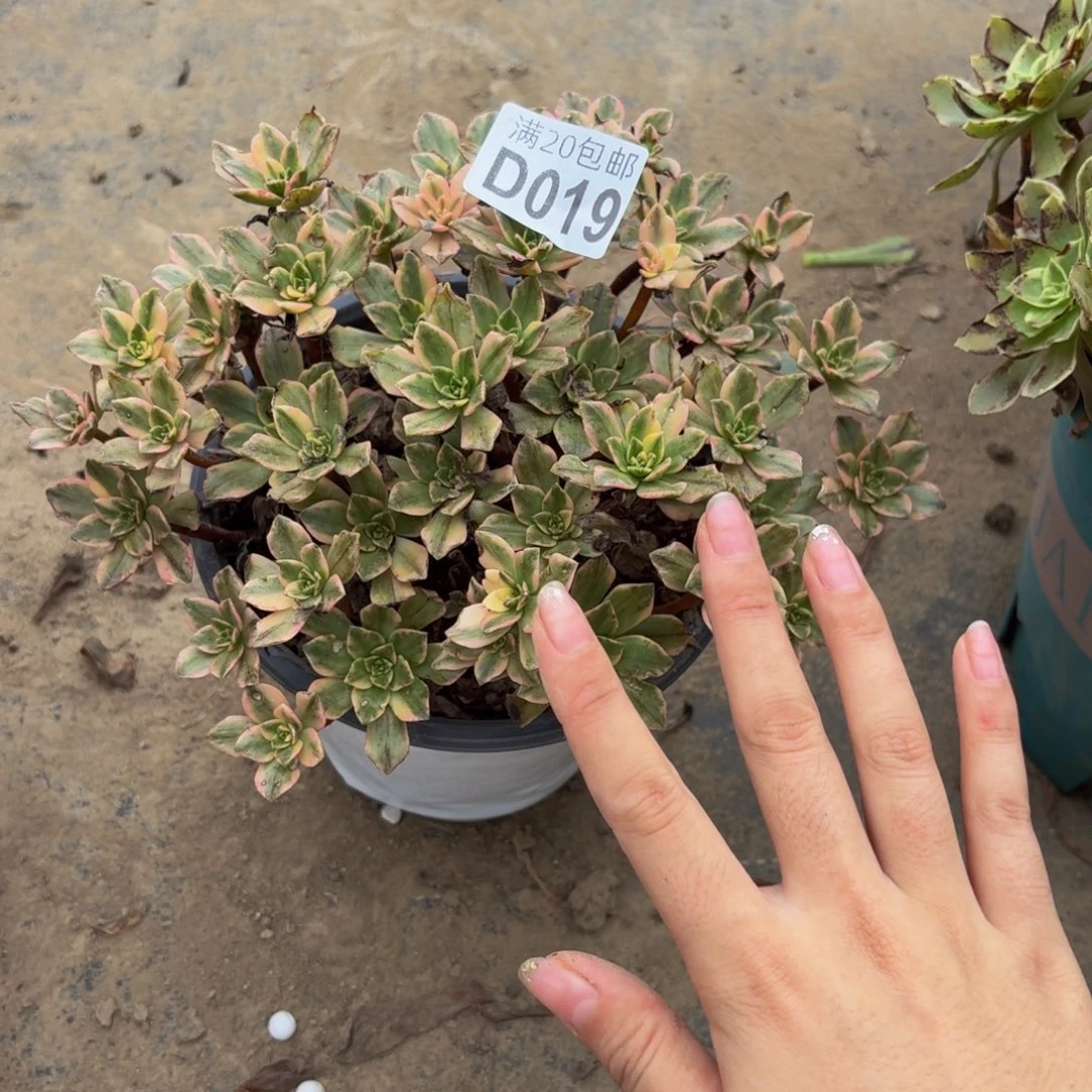 19多肉植物捧花的