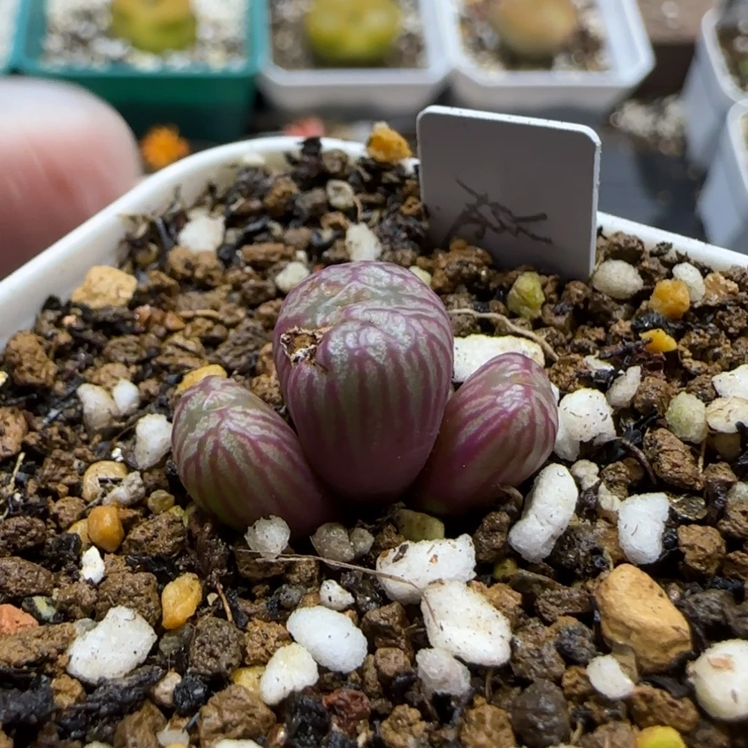 11.1。福利送奶工杂 5028