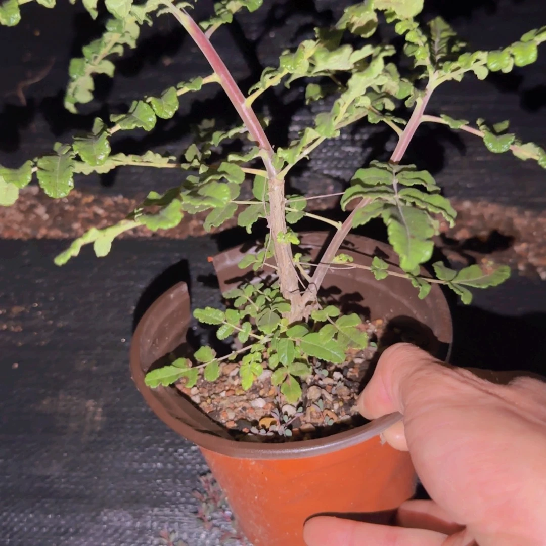 c***.块根植物块根植物