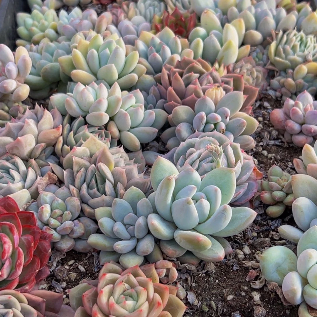 766多肉葡萄的味道是真的好吃呀