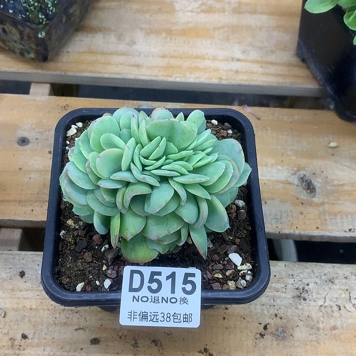 白桃缀化 515 清棚处理退款拉黑
