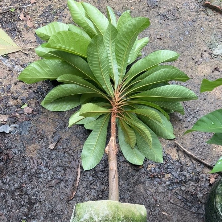 哉***天使2356789888877