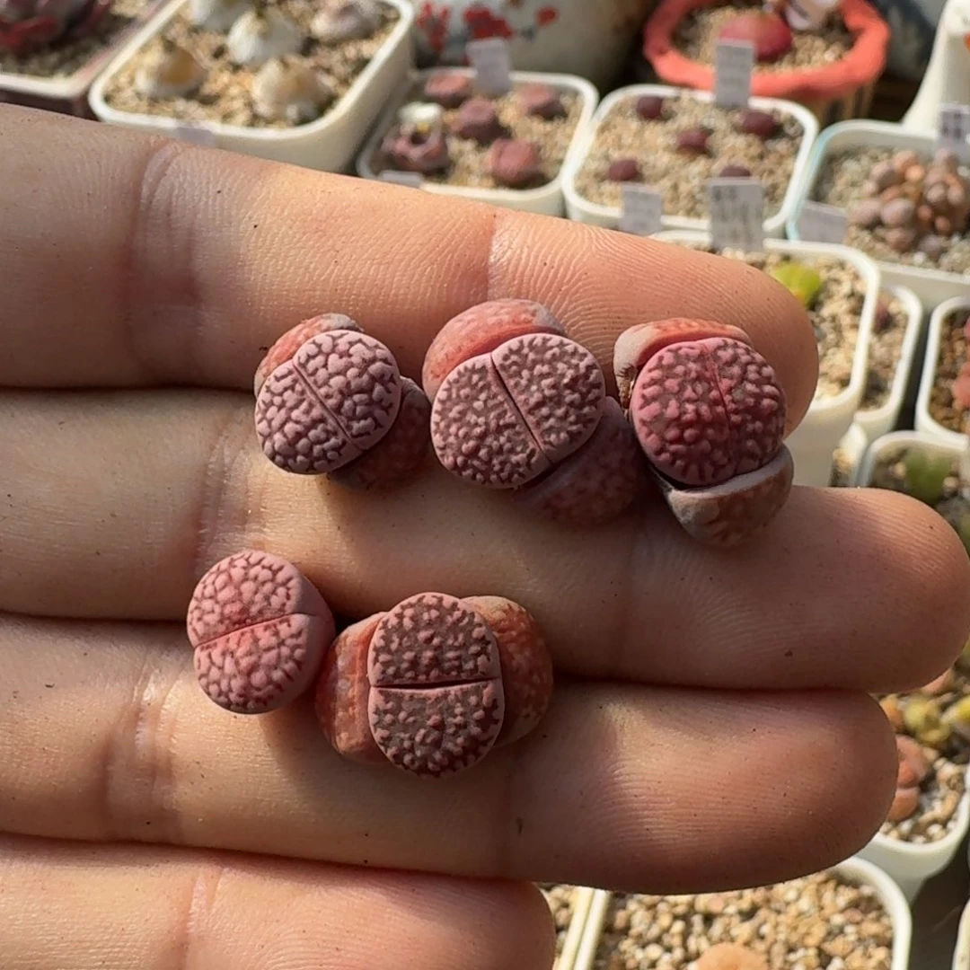 F535园艺新品紫寿丽混合三年多