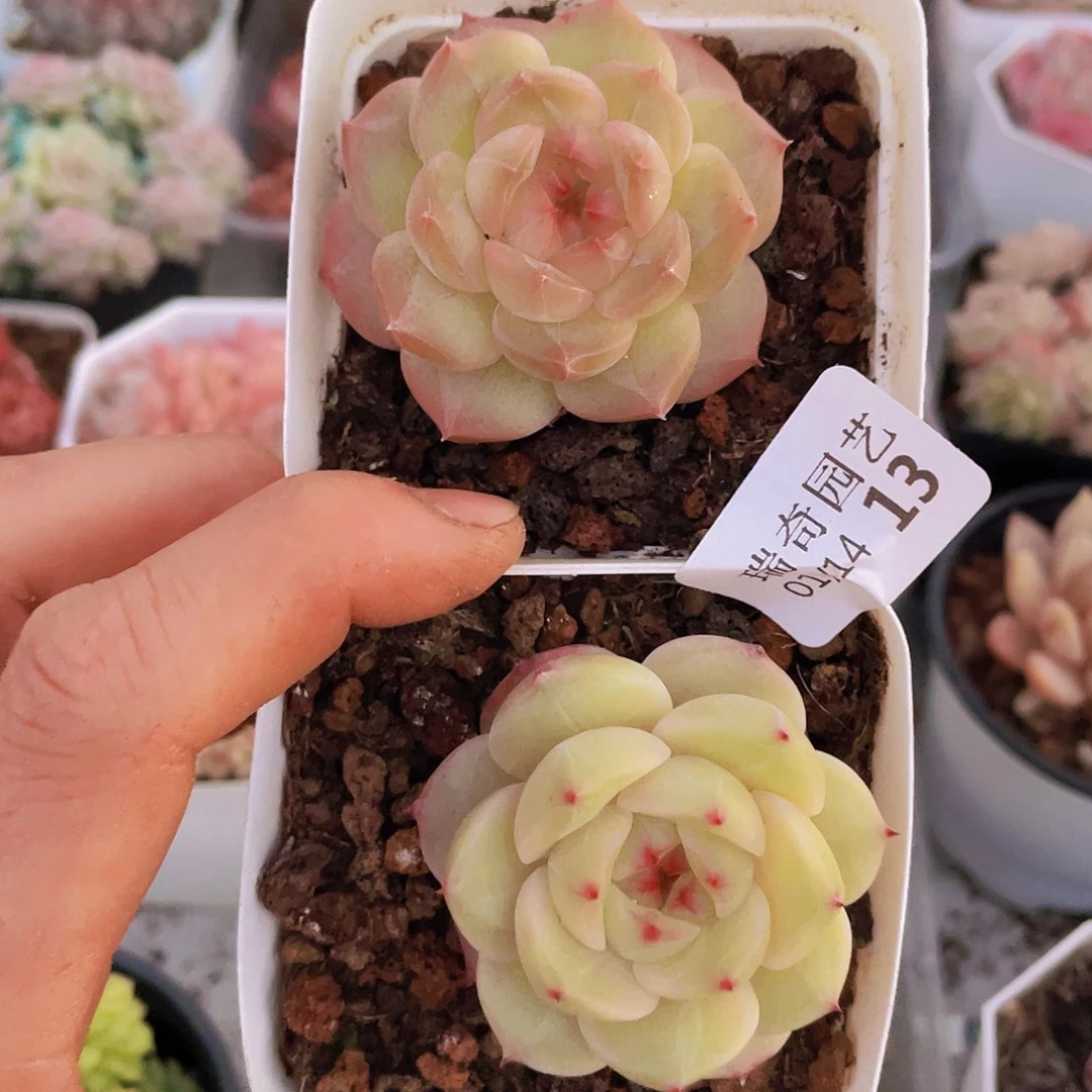 0000000000000013量拍