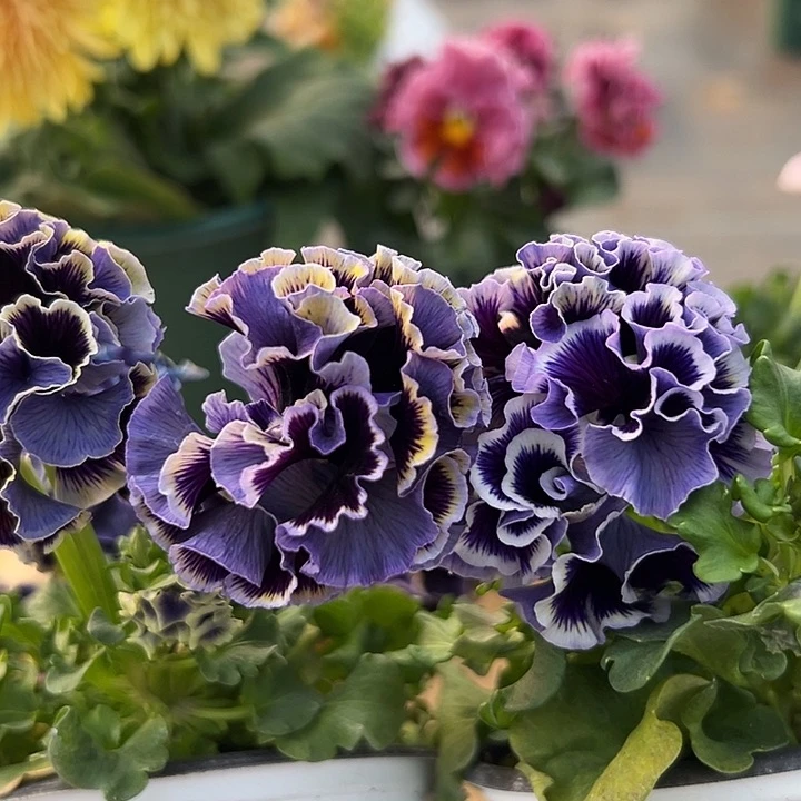 红陶西*、抖音直播闪拍36