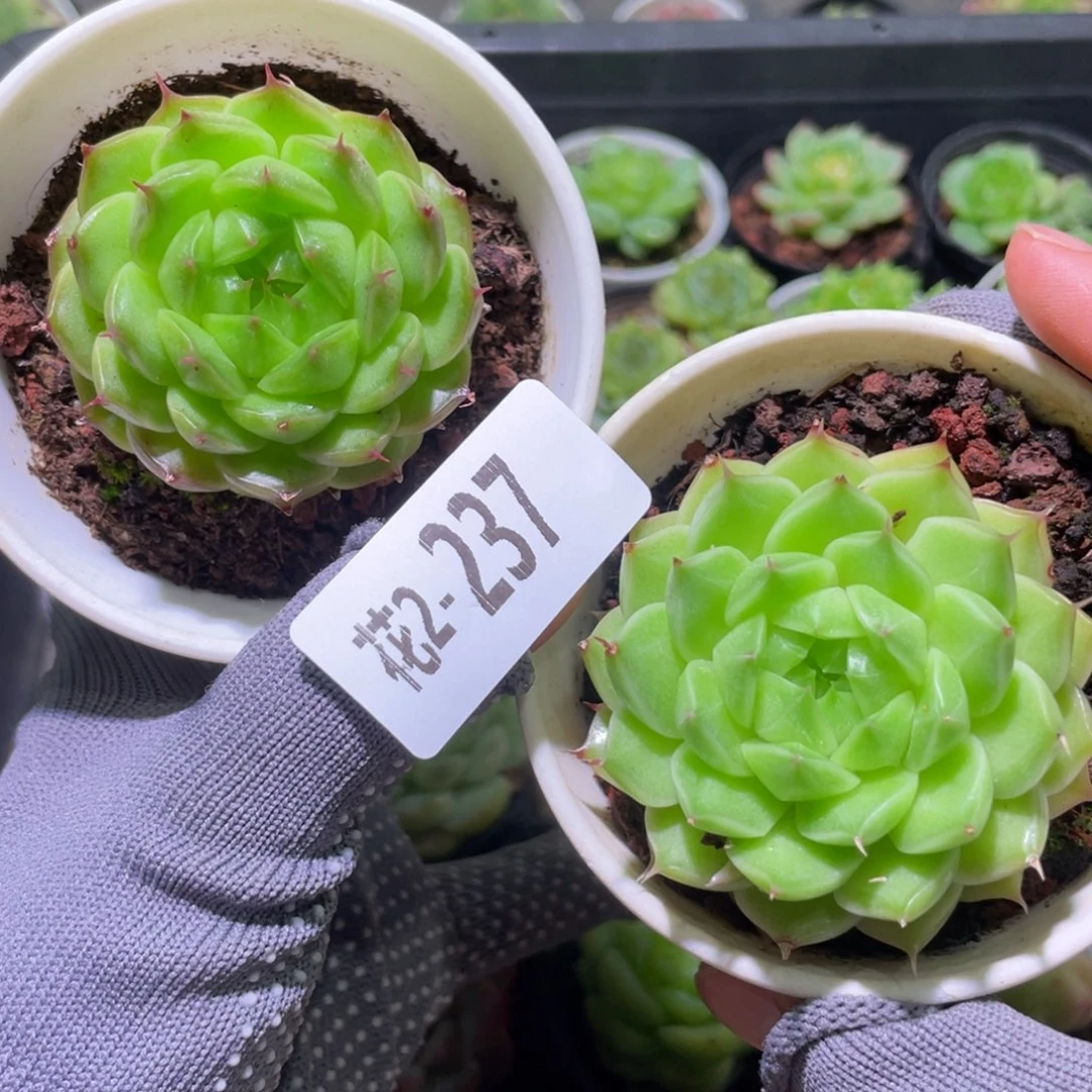 花利美 2-237海王2颗