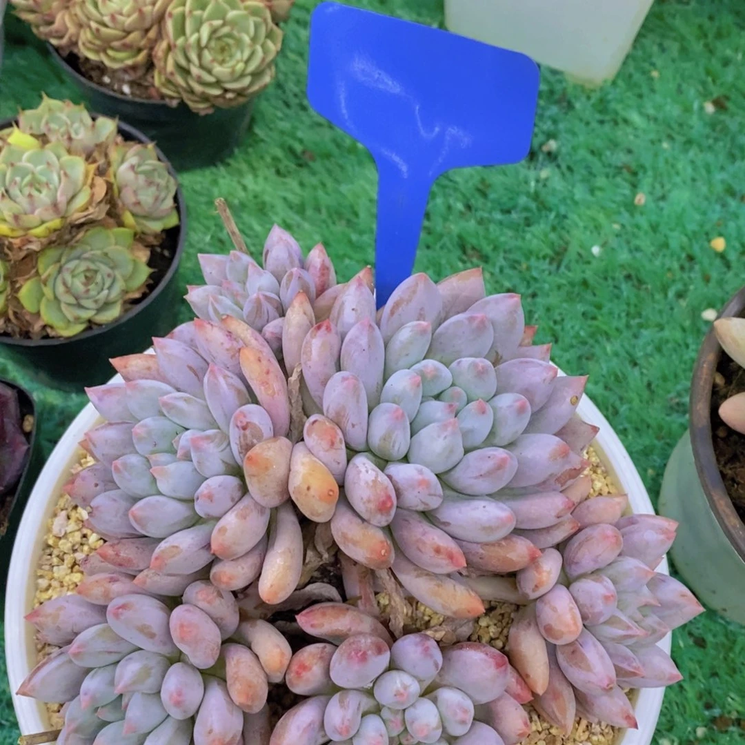 开心多肉，一单包邮，第2场