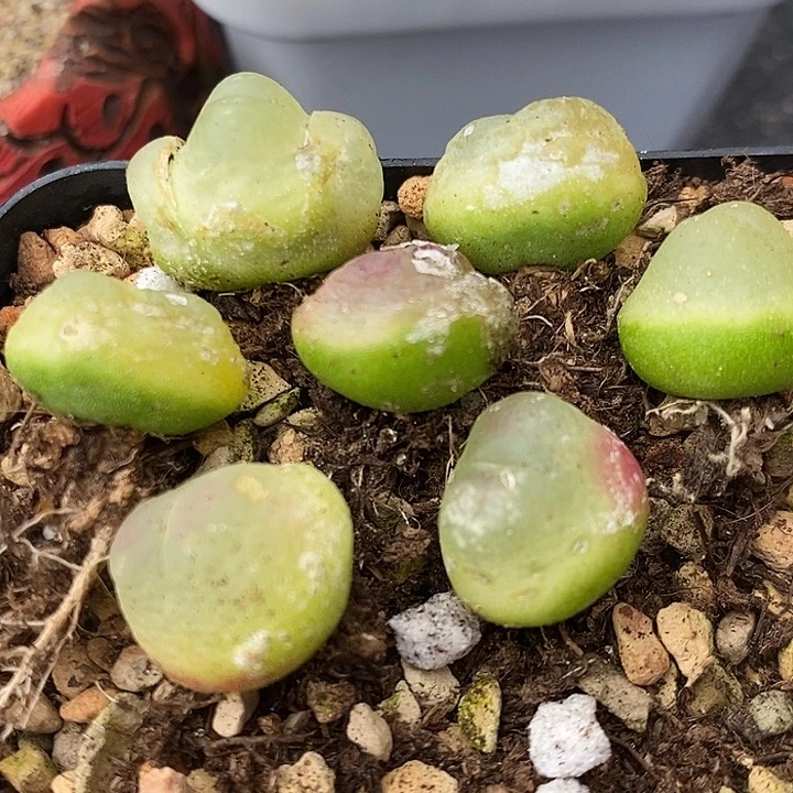 537有瑕疵拉登一组。