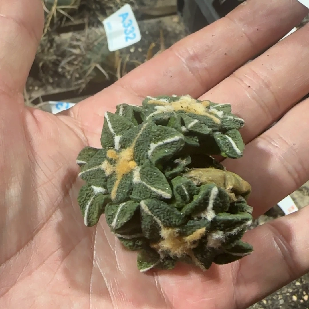 黑牡丹 自根仙人球913
