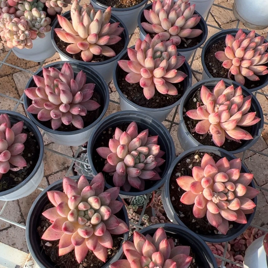 新疆包邮 红虞美人