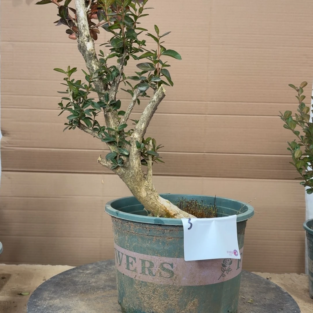 完全开放脱盆土球发货3