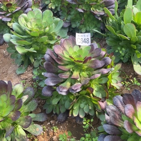 648赤焰莲不包断枝