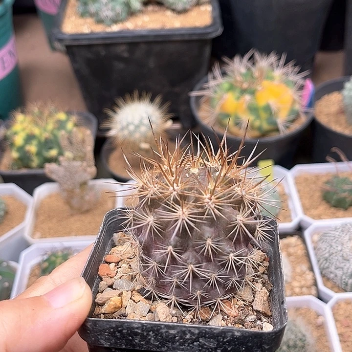 无花朵实生输入种源智利球