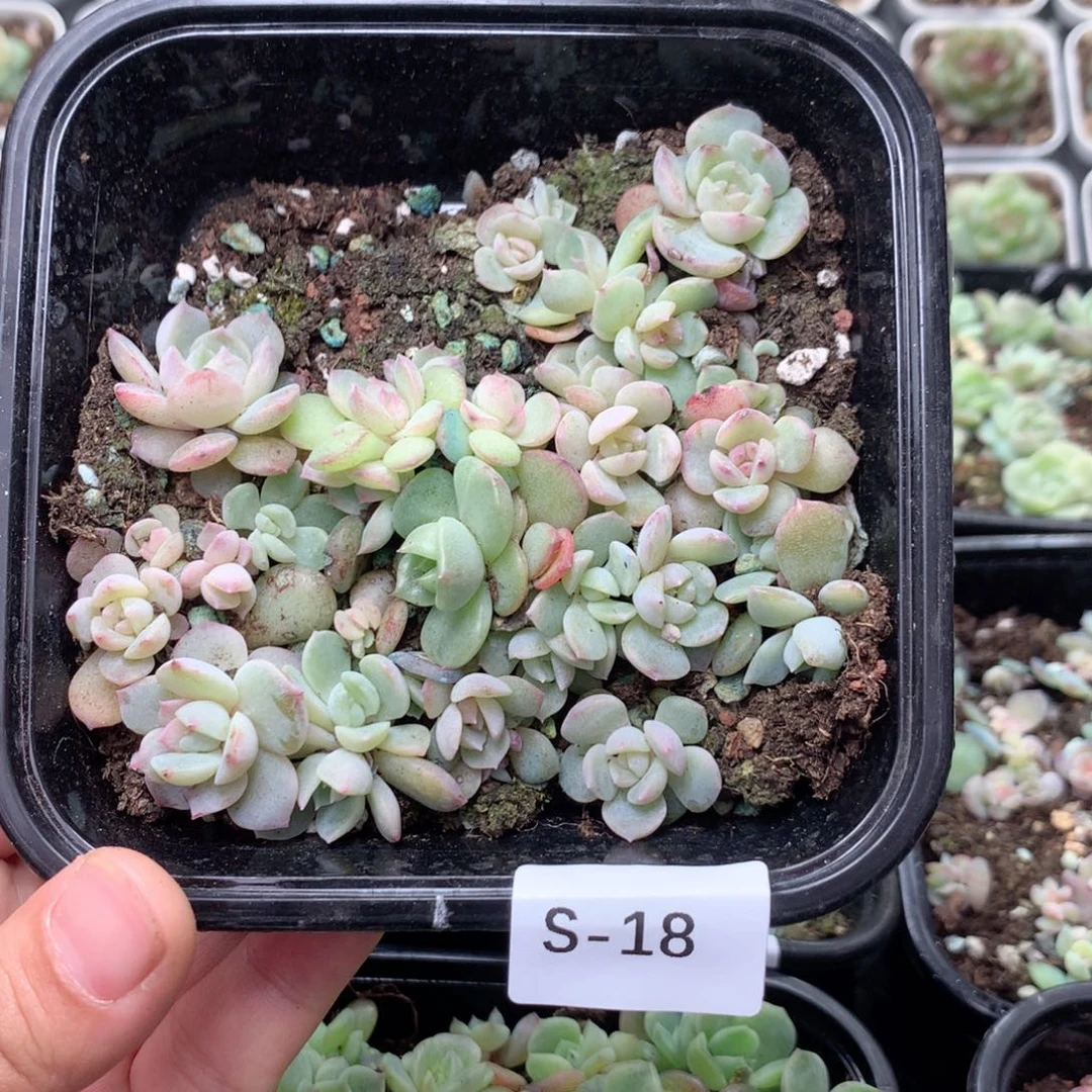 无花朵S18英语英语
